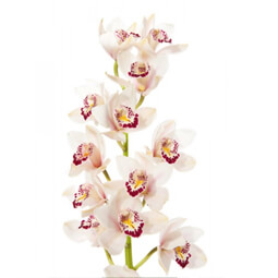 Орхидея ветка