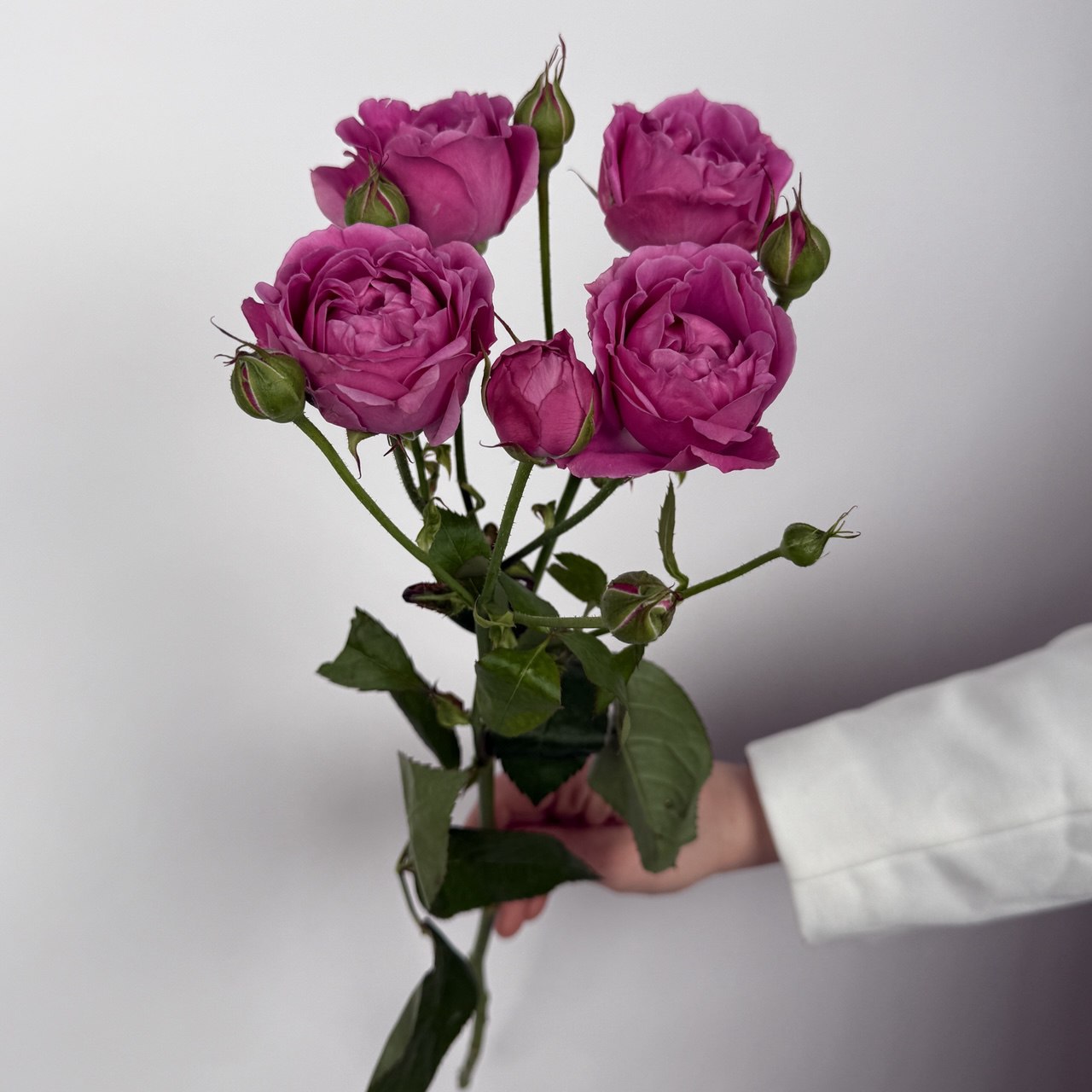 Роза кустовая пионовидная