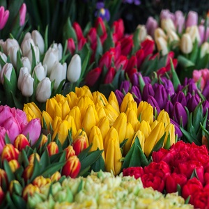 Фиолетовый mix из 35 хризантем