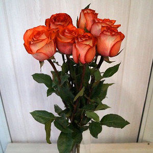 Букет из 7 оранжевых роз
